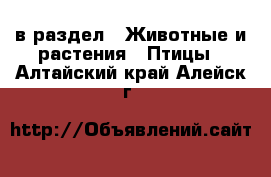  в раздел : Животные и растения » Птицы . Алтайский край,Алейск г.